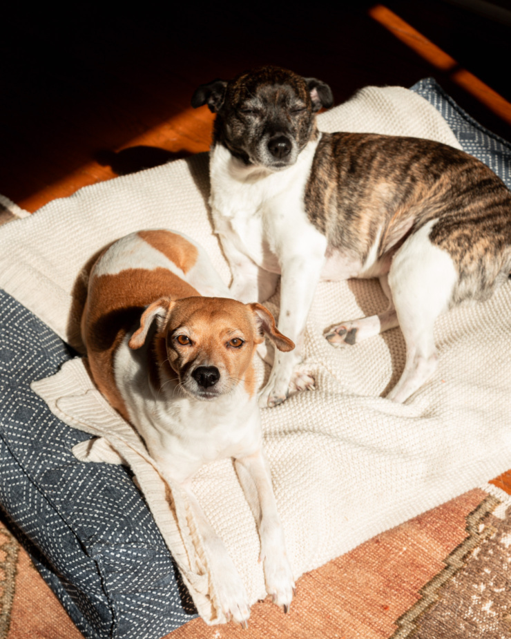 An overhead shot shows two dogs laying in a big dog bed in the sun. One is looking at the camera and the other one has her eyes slightly closed.