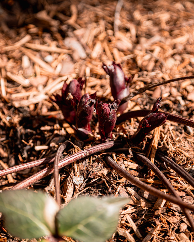 A slight 3/4 angle image shows hellebores just starting to emerge from the ground, in bright sun light.
