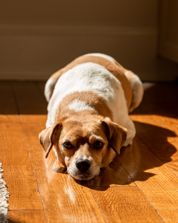 A head-on shot shows a chihuahua whippet mixed dog laying down on the floor in the sun. She is looking right at the camera.