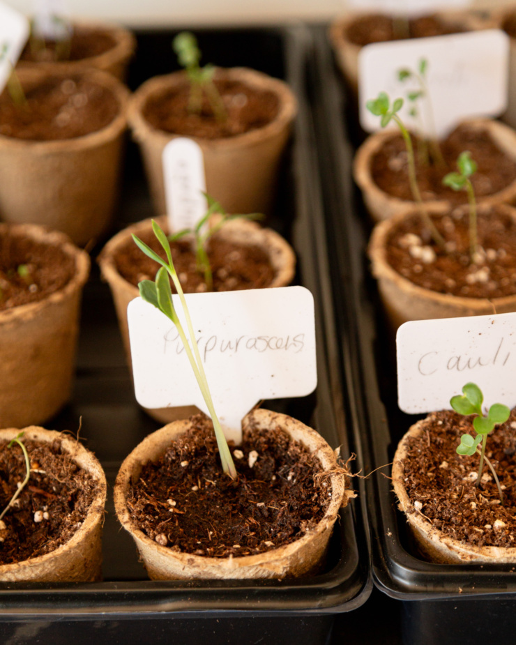 A 3/4 angle shot shows seedlings with little labels in peat pots.