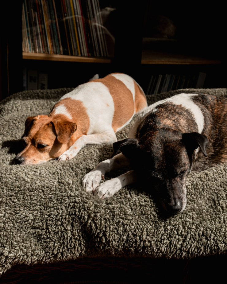 A head-on image shows two dogs laying on a fluffy fleexe blanket in a sunny spot.