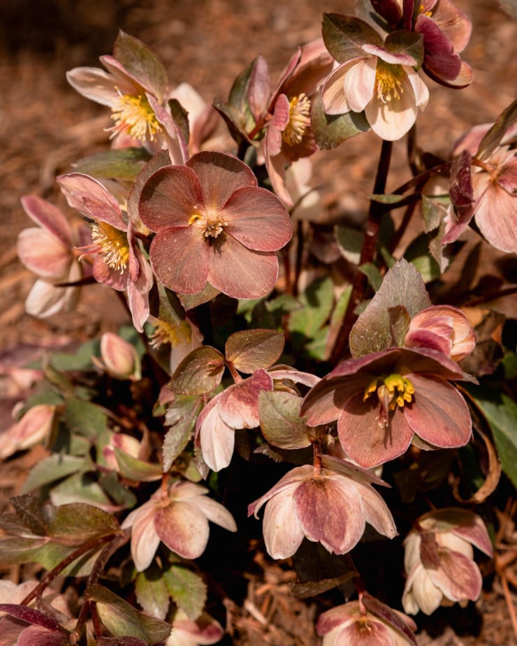 An overhead shot shows a hellebore plant in full bloom with lots of clay, pink, and burgundy flowers. The plant is shown in bright sun light.