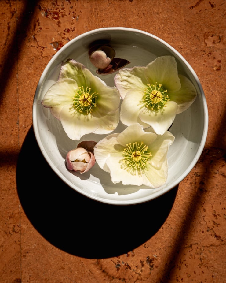 An overhead shot shows hellebore flowers in a bowl of water in bright sun light.