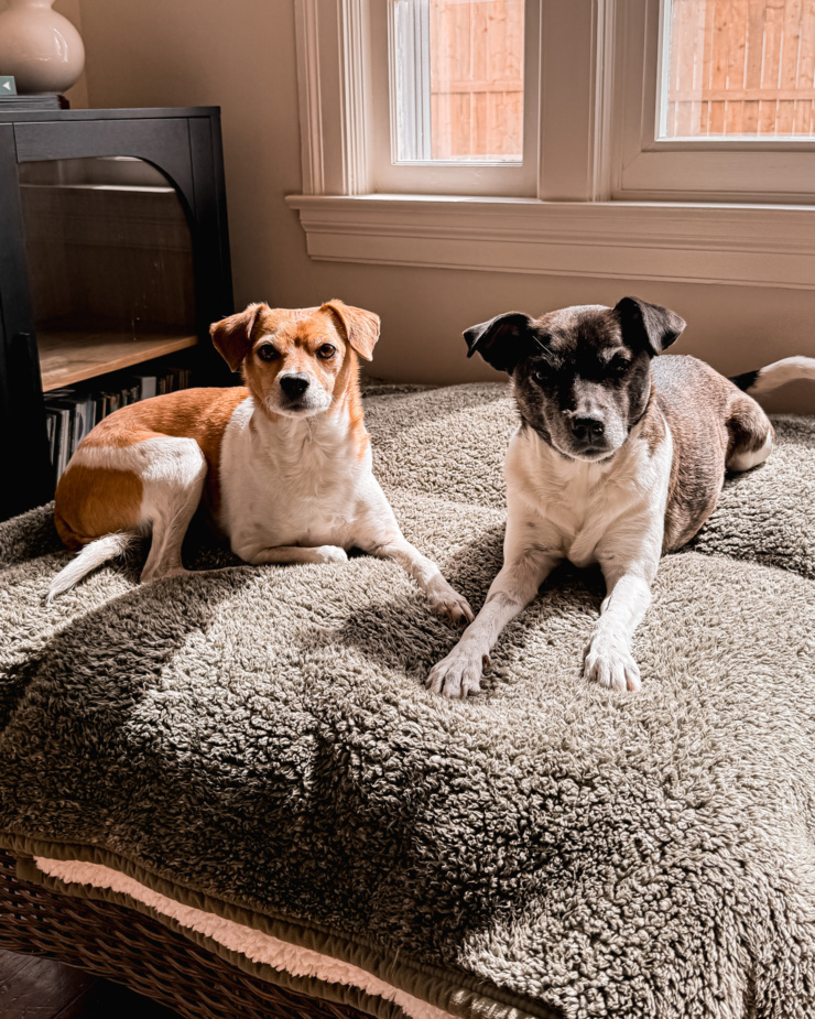 A head-on shot shows two dogs laying on a blanket in the sun. They are close to a window and a cabinet with records inside.