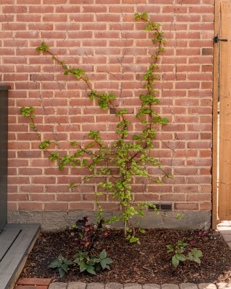 A head-on shot shows a climbing hydrangea going up a brick wall.