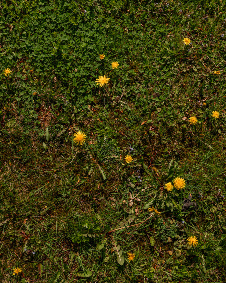 An overhead shot shows a weedy, dandelion-dotted lawn.