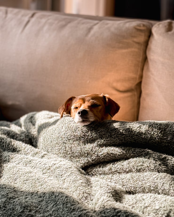 A head-on shot shows a small dog peaking her head over a blanket nest on the couch. She is sleepy and trying to get some sunlight on her face.