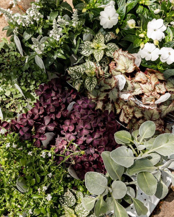 An overhead shot shows various annuals/bedding plants in dappled sun light.