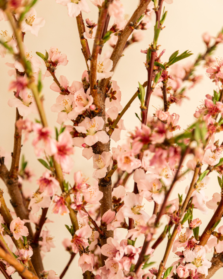 An up close, head-on shot shows cherry blossoms on branches.