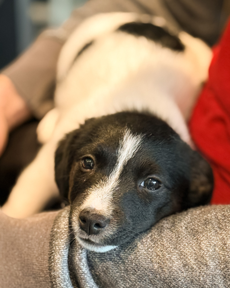 A head-on shot shows a sleepy puppy in a person's lap. She is looking at the camera.