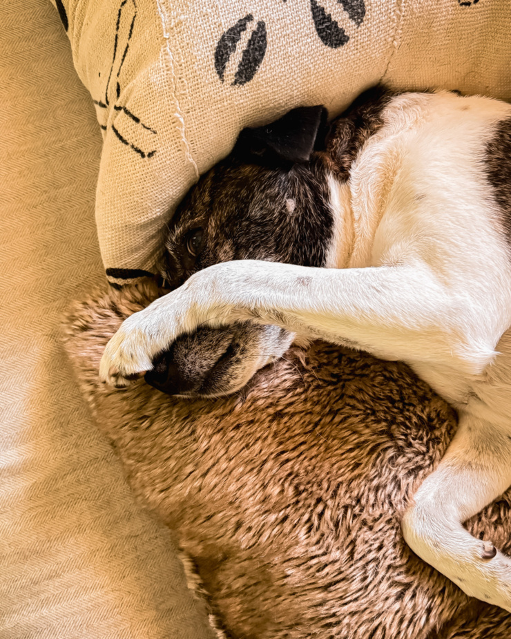 An overhead shot shows a dog laying on the couch with her paw covering part of her face.