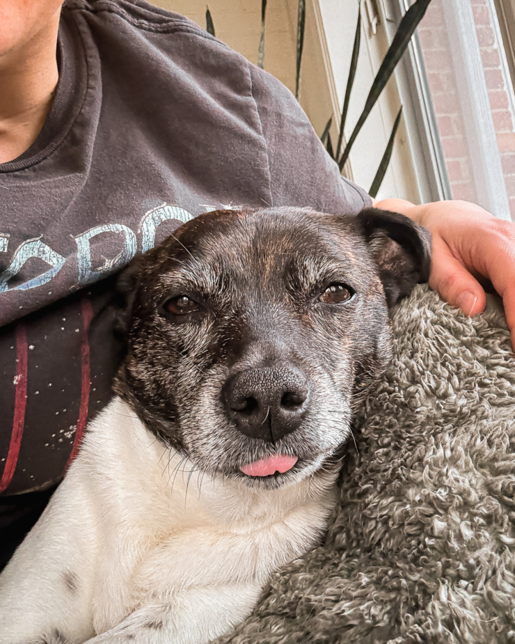 A selfie-angled shot shows a dog looking out of frame with her tongue sticking out slightly.