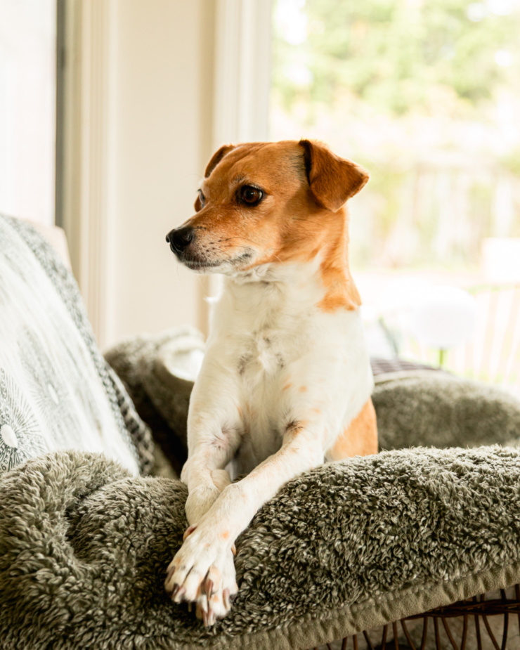 A head-on shot shows a whippet chihuahua mix dog with her paws crossed on the arm of a chair. She is looking away from the camera.