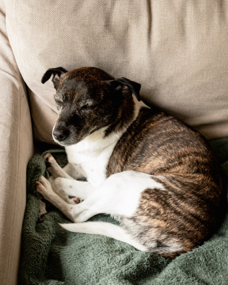 A 3/4 angle shot shows a jack russell and hound mix breed dog laying in a little curl shape on a blanket on the couch. her eyes are closed.