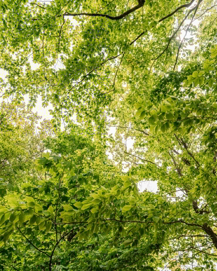 An upward angled shot shows a canopy of tree branches and leaves.