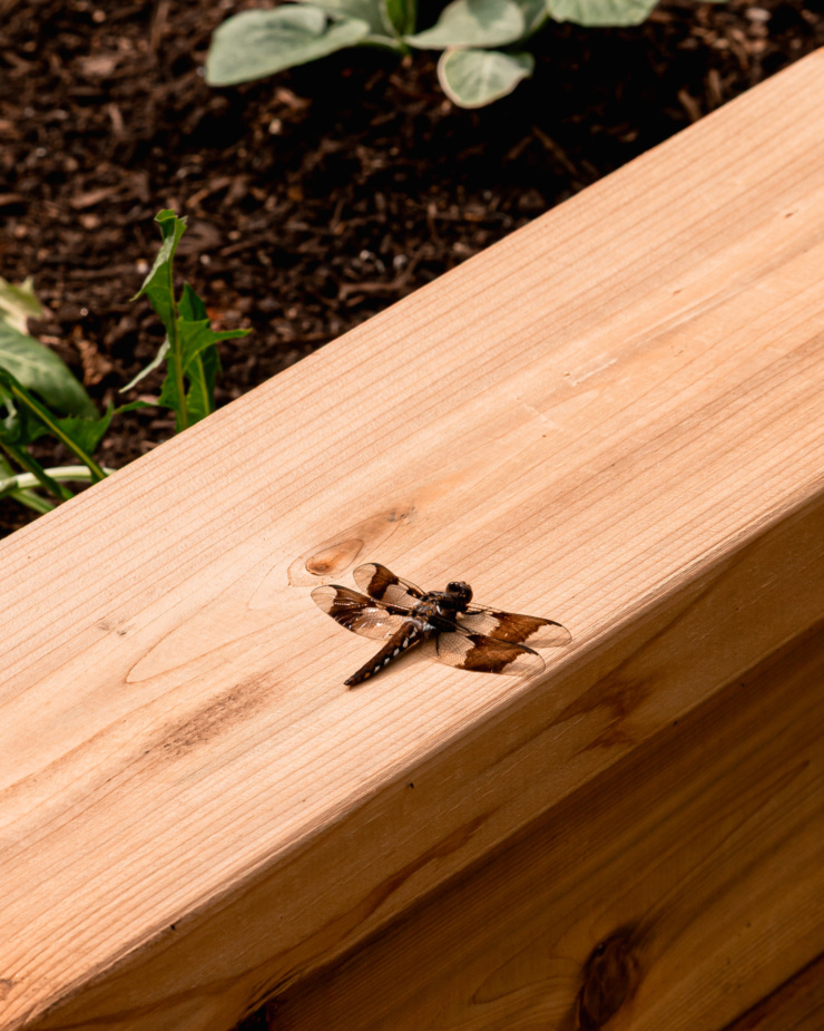 An up close shot shows a dragonfly perched on the edge of a veggie garden.