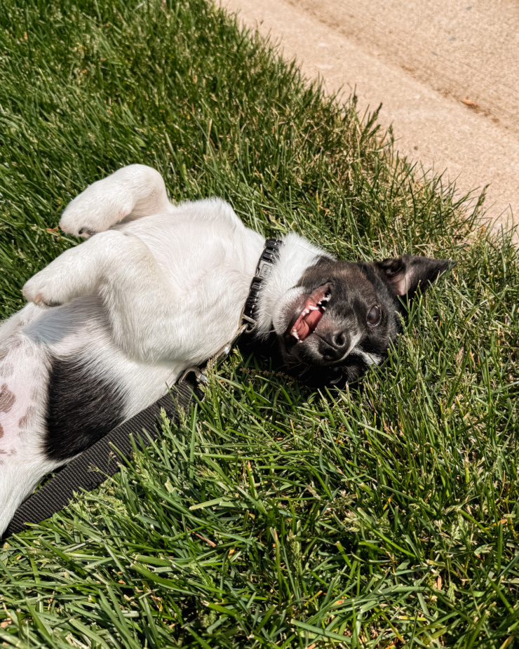 An overhead shot shows a puppy playfully rolling around in the grass.