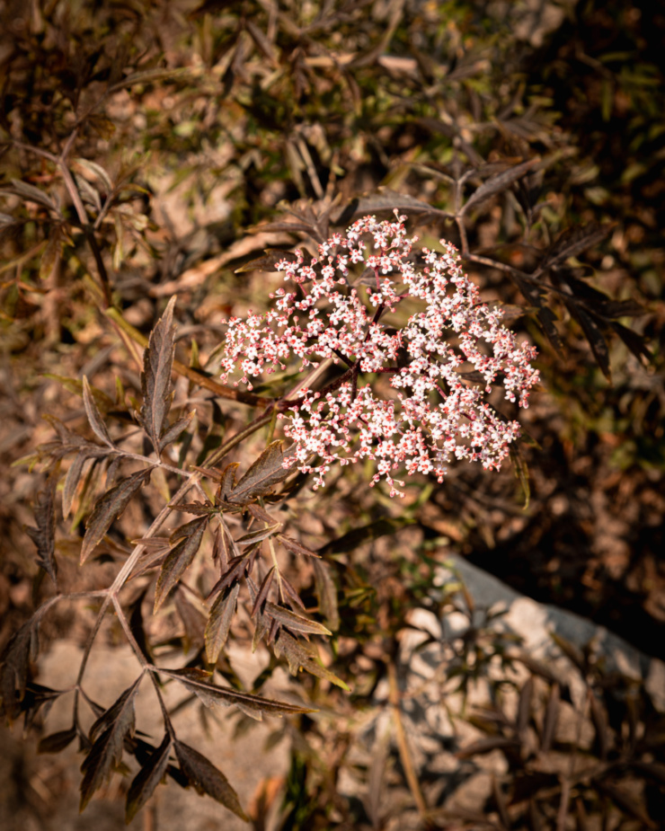 An overhead shot shows a black lace elderberry flower in harsh light with a bunch of shadows.