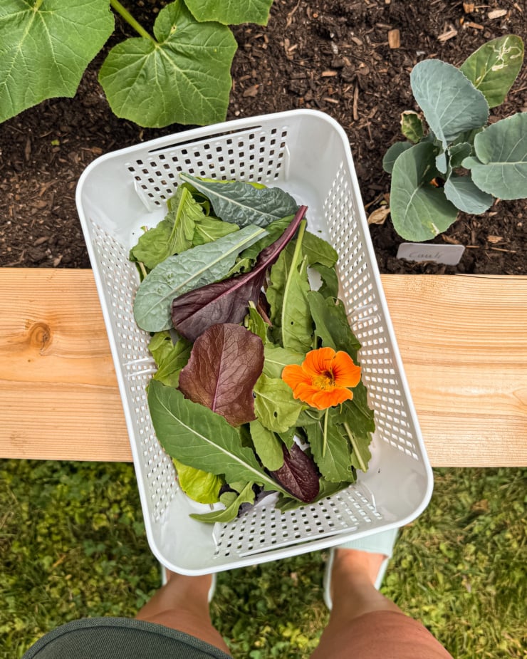 An overhead shot shows a little bin of freshly snipped lettuces and greens that's perched on the edge of a raised bed garden.