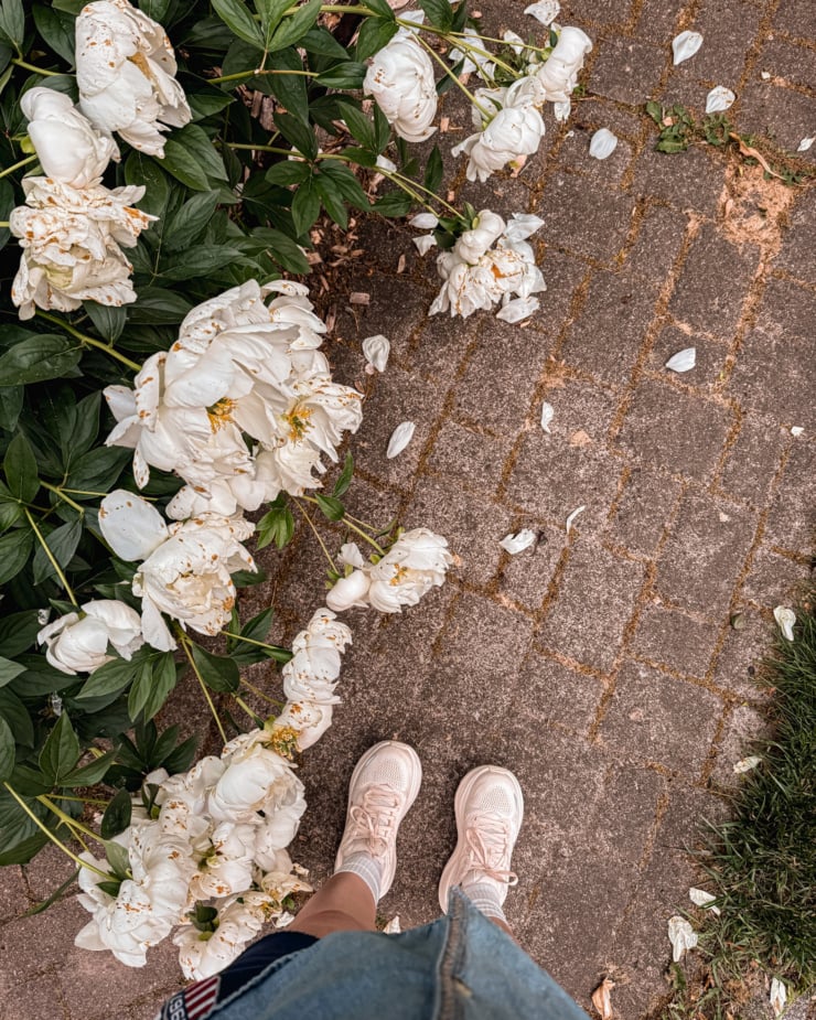 An overhead shot shows a fully bloomed out and shedding white peony right by a sidewalk. The photographer's shirt and shoes are also visible in the shot.