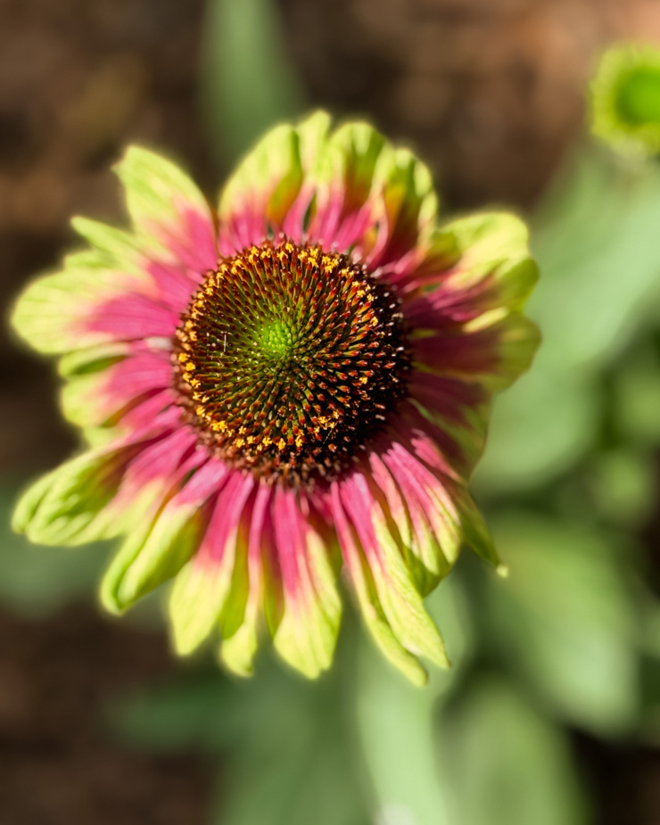 An up close, overhead shot shows a lime and pink echinacea flower.