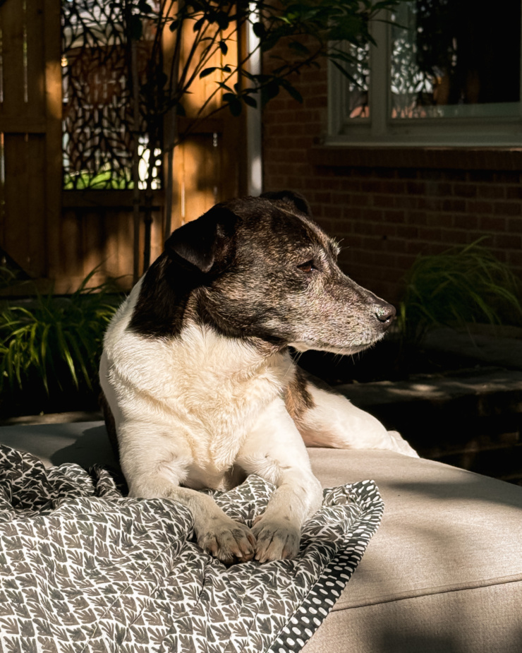 A head-on shot shows a jack russell hound mix dog sitting in a sunbeam outside.