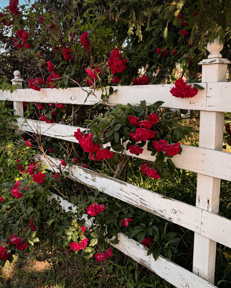 A head-on shot shows a worn white fence with a wild rose climbing all over it.