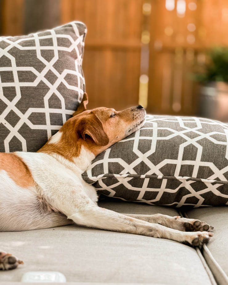 A head-on shot shows a chihuahua whippet mix dog resting her head on a pillow outside.