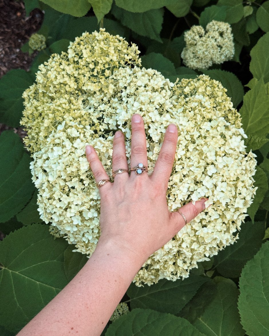 An overhead shot shows a hand resting on a huge Annabelle hydrangea flower.