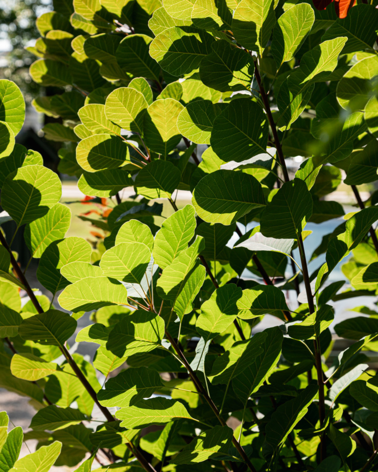A head-on shot shows a smoke bush backlit by bright sunlight.