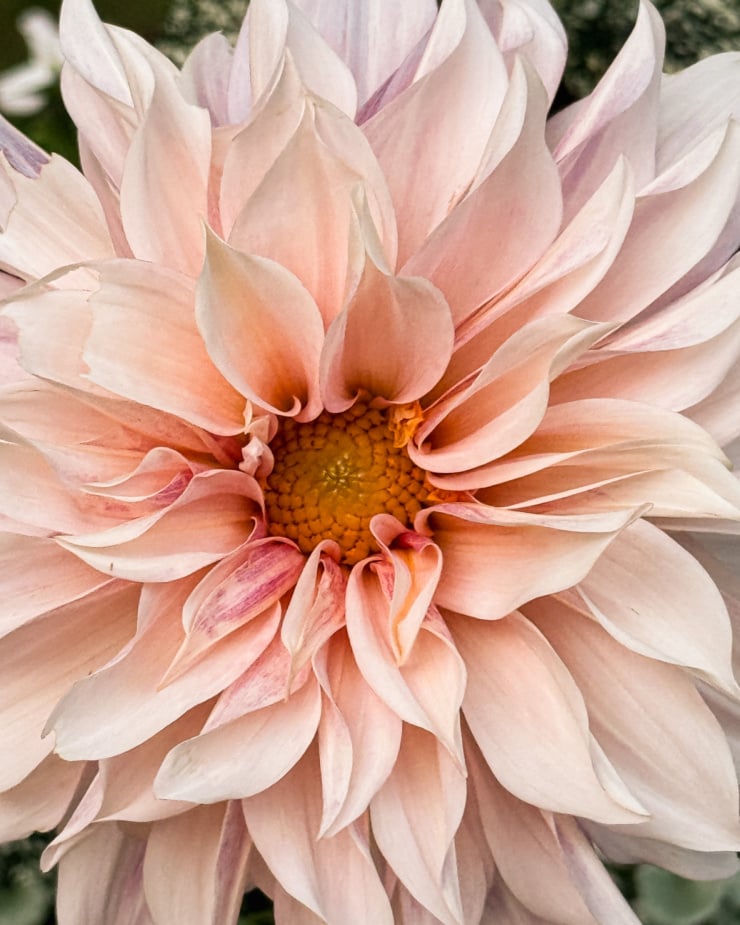 An up close shot shows a fully bloomed peach and pink dahlia flower.
