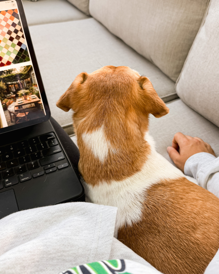 An overhead shot shows a small orange and white dog snuggled up against the person taking the photo. She is looking away into the distance.