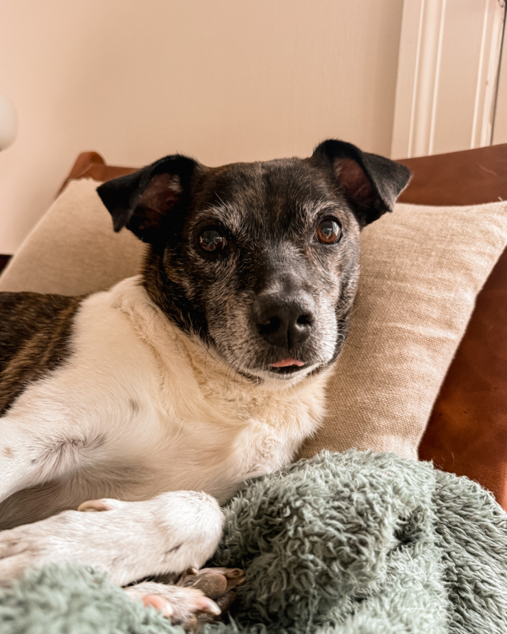 A head-on shot shows a jack russell hound mix dog "blepping" for the camera.