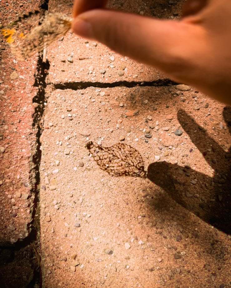 An overhead shot shows the shadow of a lacy, bug-eaten leaf on clay colored patio stones.