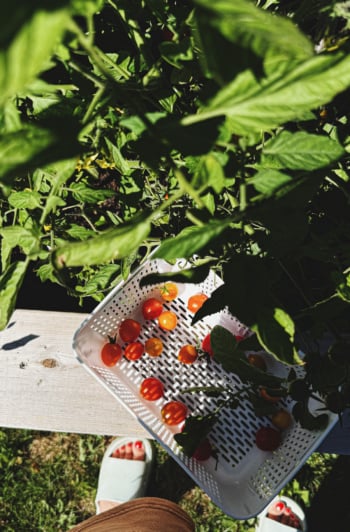 An overhead shot shows a basket of small tomatoes resting on the ledge of a raised garden bed. The tomato plants are a tangle taking up the top half of the photo. The photo is taken in late afternoon summer light.