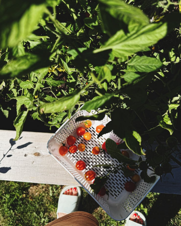 An overhead shot shows a basket of small tomatoes resting on the ledge of a raised garden bed. The tomato plants are a tangle taking up the top half of the photo. The photo is taken in late afternoon summer light.