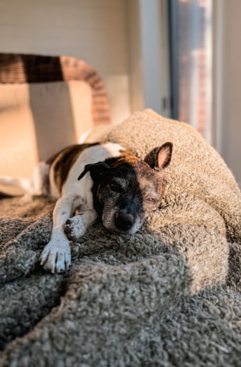 A head-on shot shows a dog stretched out and resting on a blanket-lined chair in the sun.