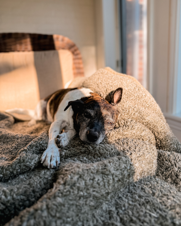 A head-on shot shows a dog stretched out and resting on a blanket-lined chair in the sun.