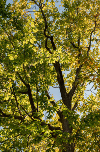 An upward angled image shows the slowly changing leaves of a large tree in bright late summer light.