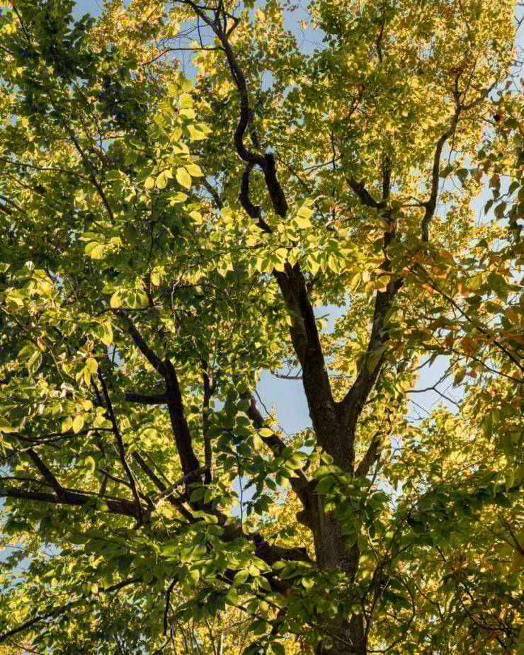 An upward angled image shows the slowly changing leaves of a large tree in bright late summer light.