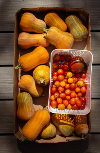 An overhead shot shows a box filled with small butternut squash and a basket of freshly picked tomatoes.