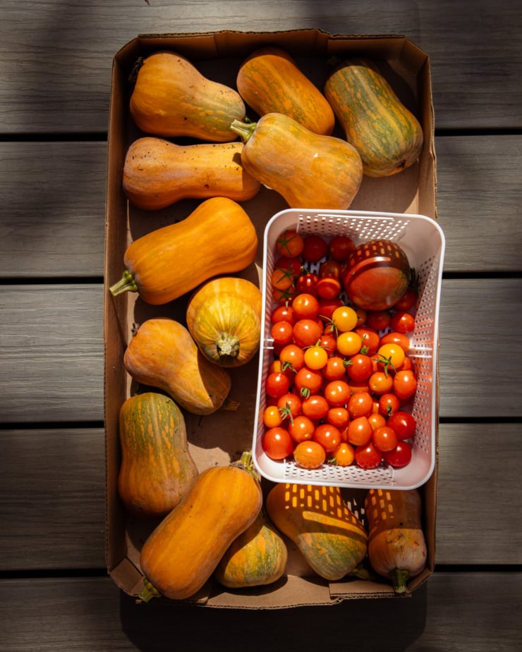 An overhead shot shows a box filled with small butternut squash and a basket of freshly picked tomatoes. 