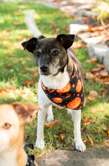 A head-on shot shows a jack russell and hound mix dog wearing a cute Halloween themed bandana around her neck. She is looking at the camera in an outside setting with grass and autumn leaves.