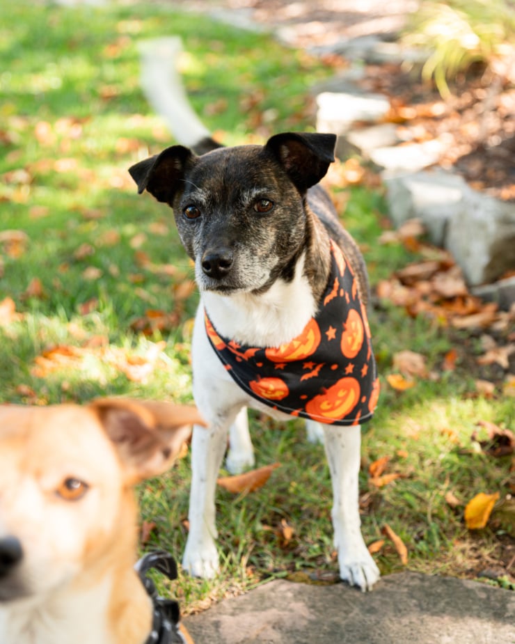 A head-on shot shows a jack russell and hound mix dog wearing a cute Halloween themed bandana around her neck. She is looking at the camera in an outside setting with grass and autumn leaves.