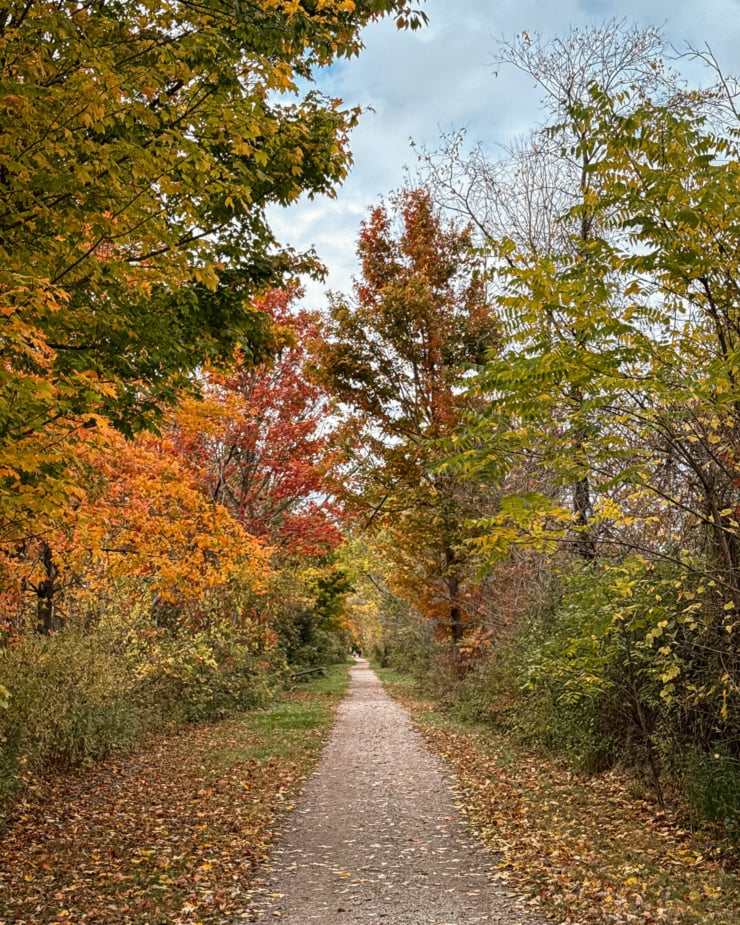 A head-on shot shows a walking path lined with trees in all different shades of autumn colors.