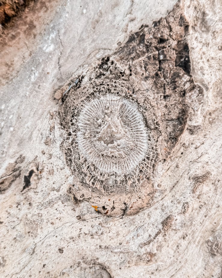 An overhead shot shows a cool fossilized imprint on a rock.