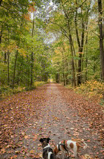A head-on shot shows a long, tree-lined hiking path in autumn. Two dogs on leashes are at the base of the photo on the path.