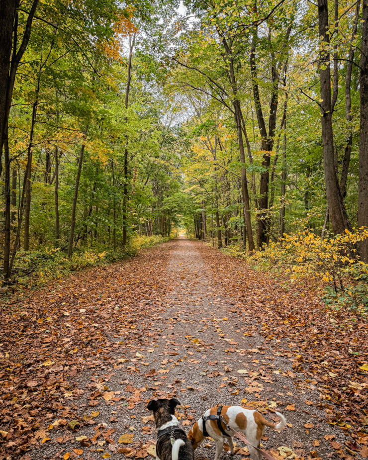 A head-on shot shows a long, tree-lined hiking path in autumn. Two dogs on leashes are at the base of the photo on the path.