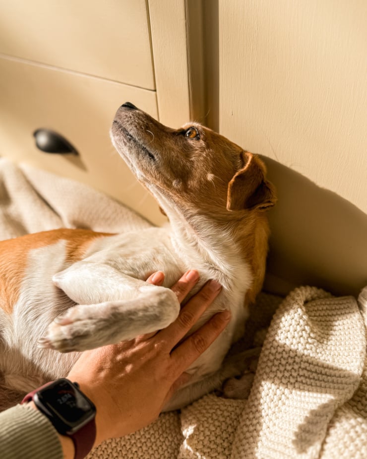 A head-on shot shows a whippet chihuahua mix dog getting her chest rubbed in the sun.