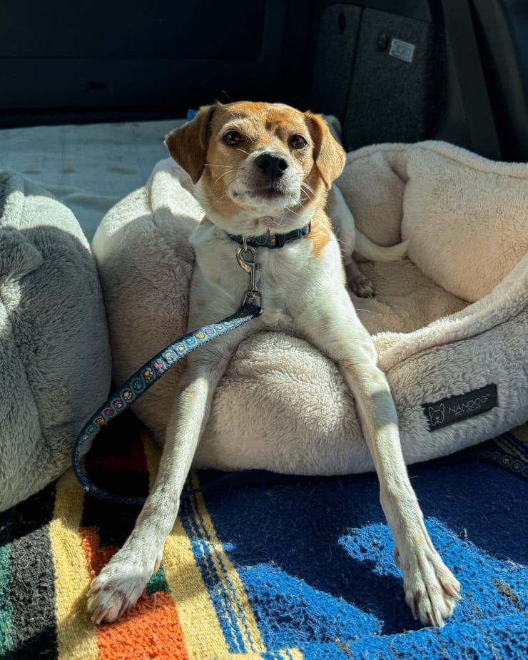 A head-on shot shows a whippet chihuahua mix dog in a dog bed with her front legs fully stretched out in front of her.